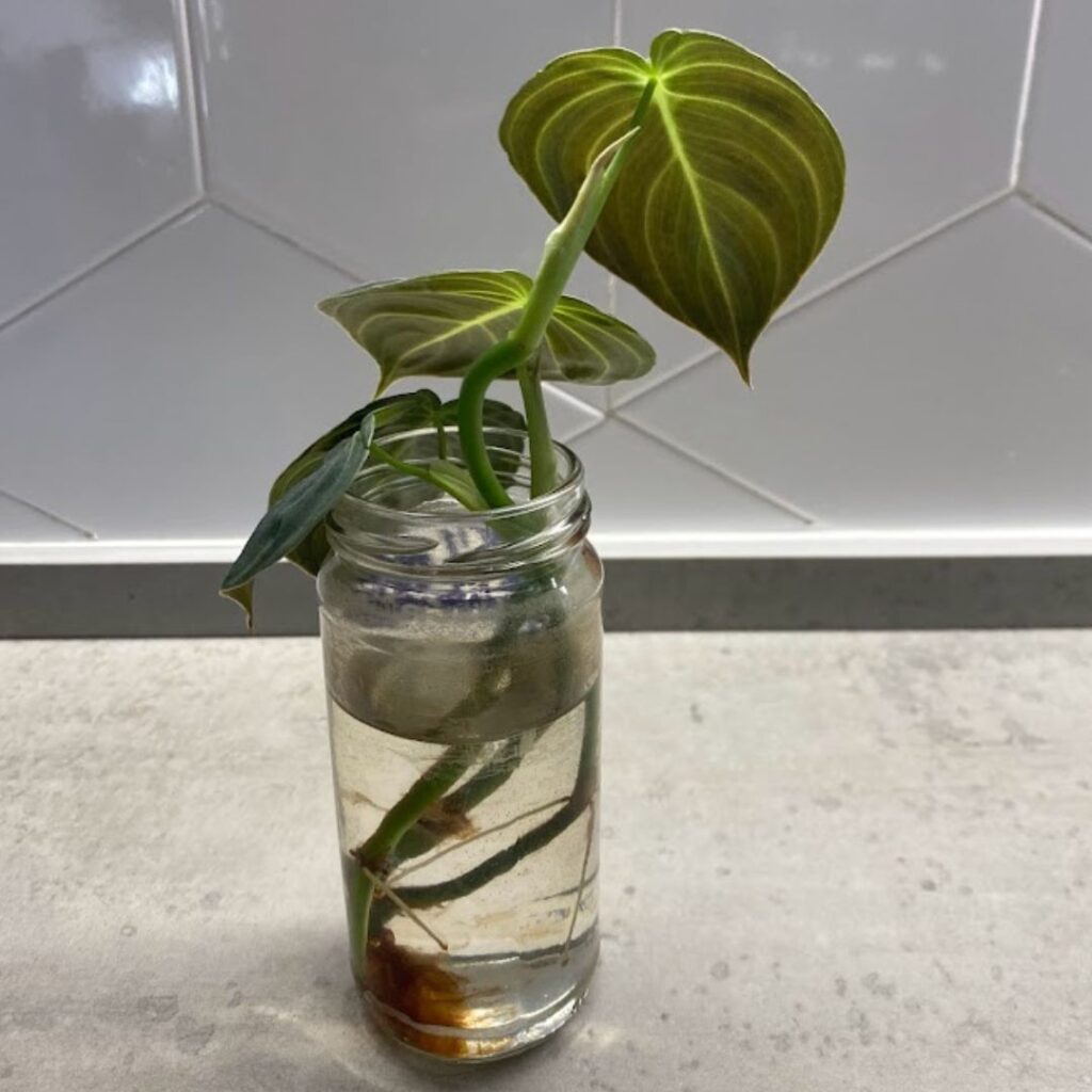 Philodendron Melanochrysum propagation in water