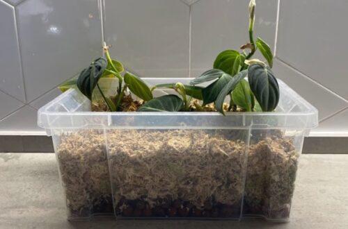 Philodendron Melanochrysum Propagation In Moss
