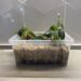 Philodendron Melanochrysum Propagation In Moss