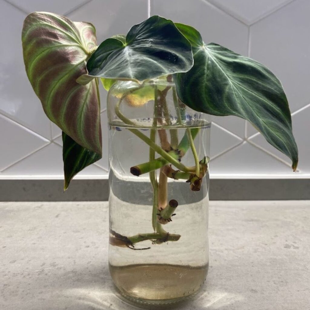 Philodendron Verrucosum Propagation In Water