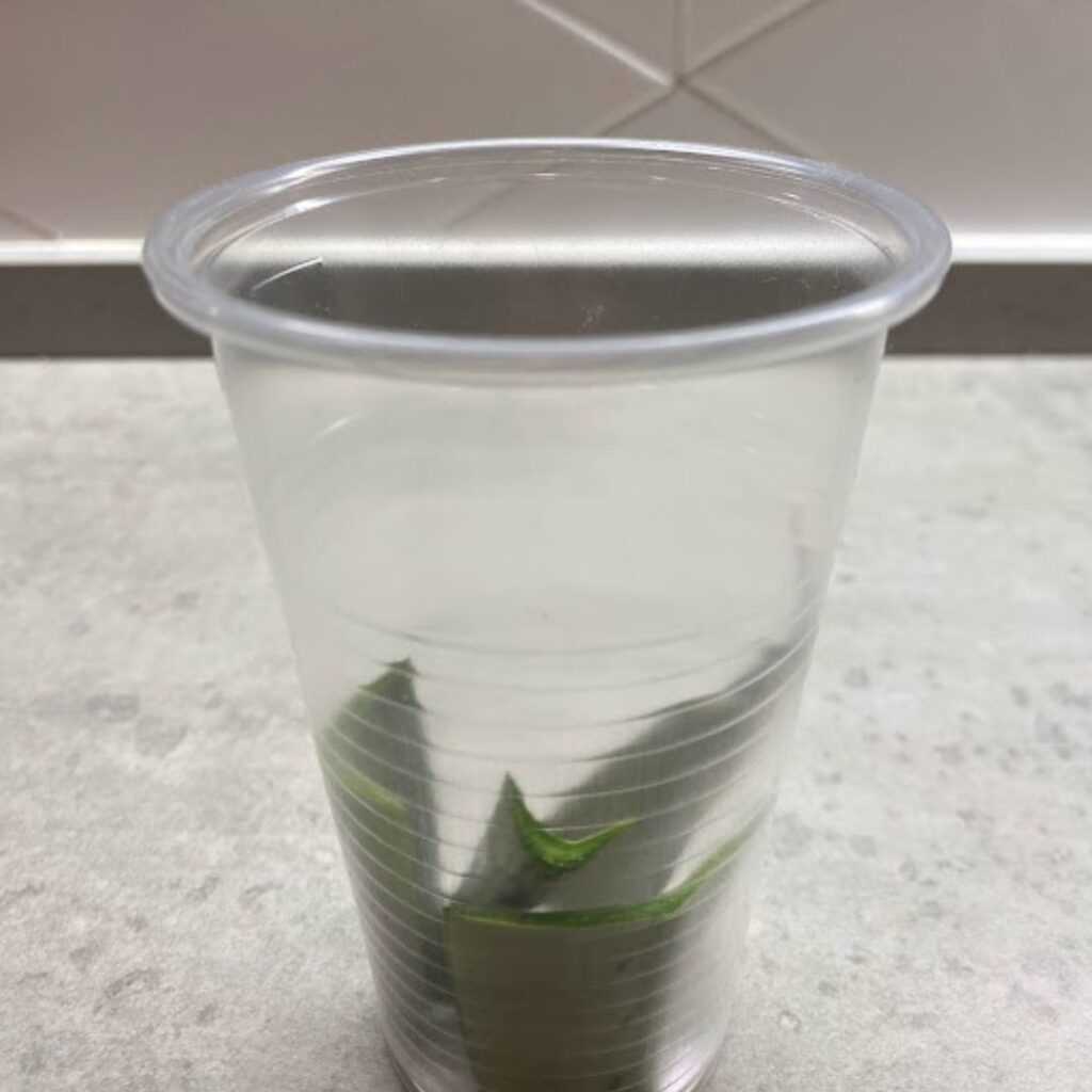 sansevieria moonshine cuttings in a cup