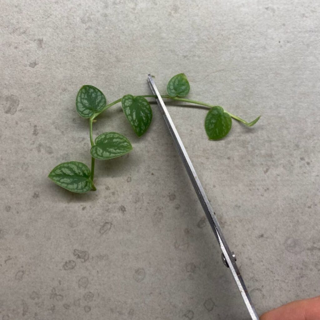taking cuttings from a dubia stem
