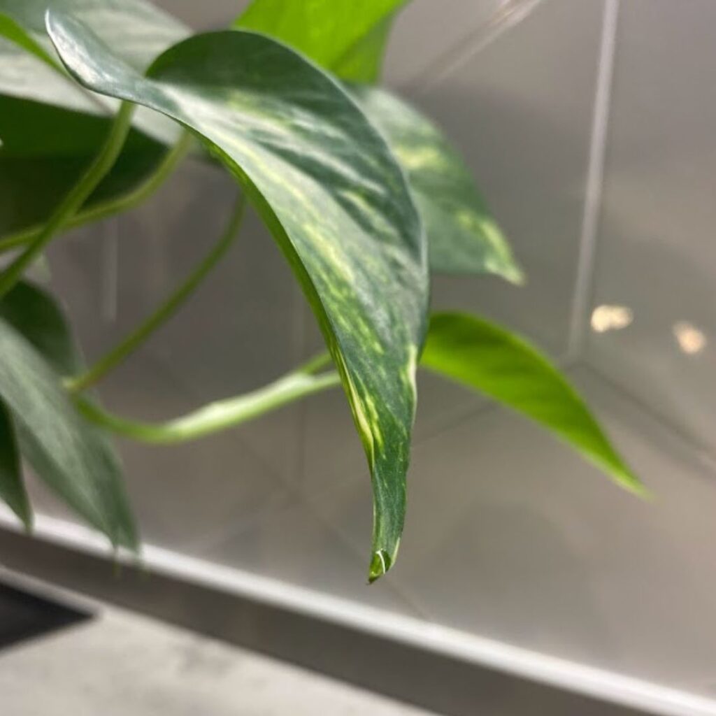 why is my pothos plant dripping water?