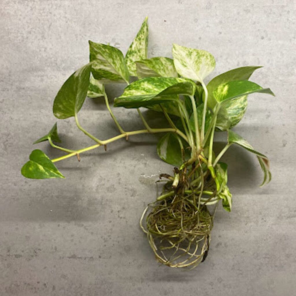 the roots of a pothos that has been living in water alone