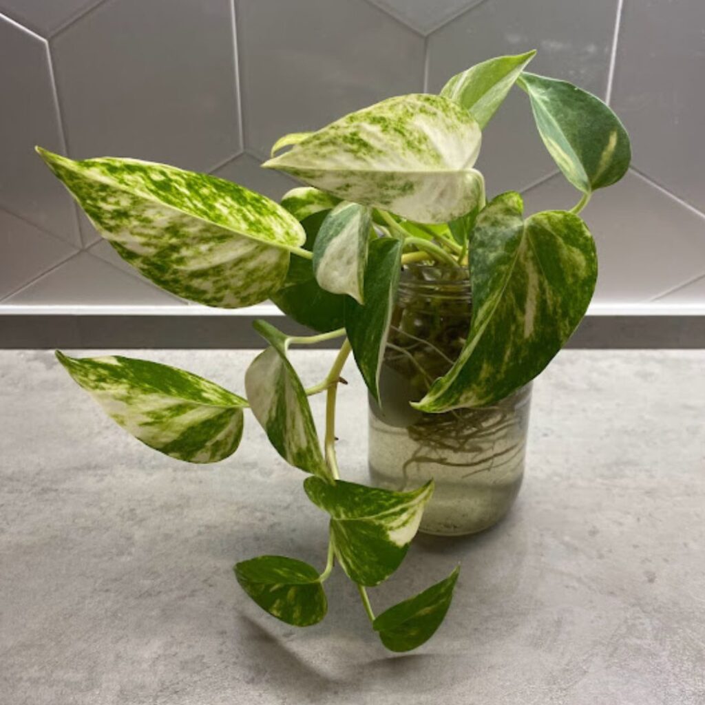 a pothos living in a jar of water