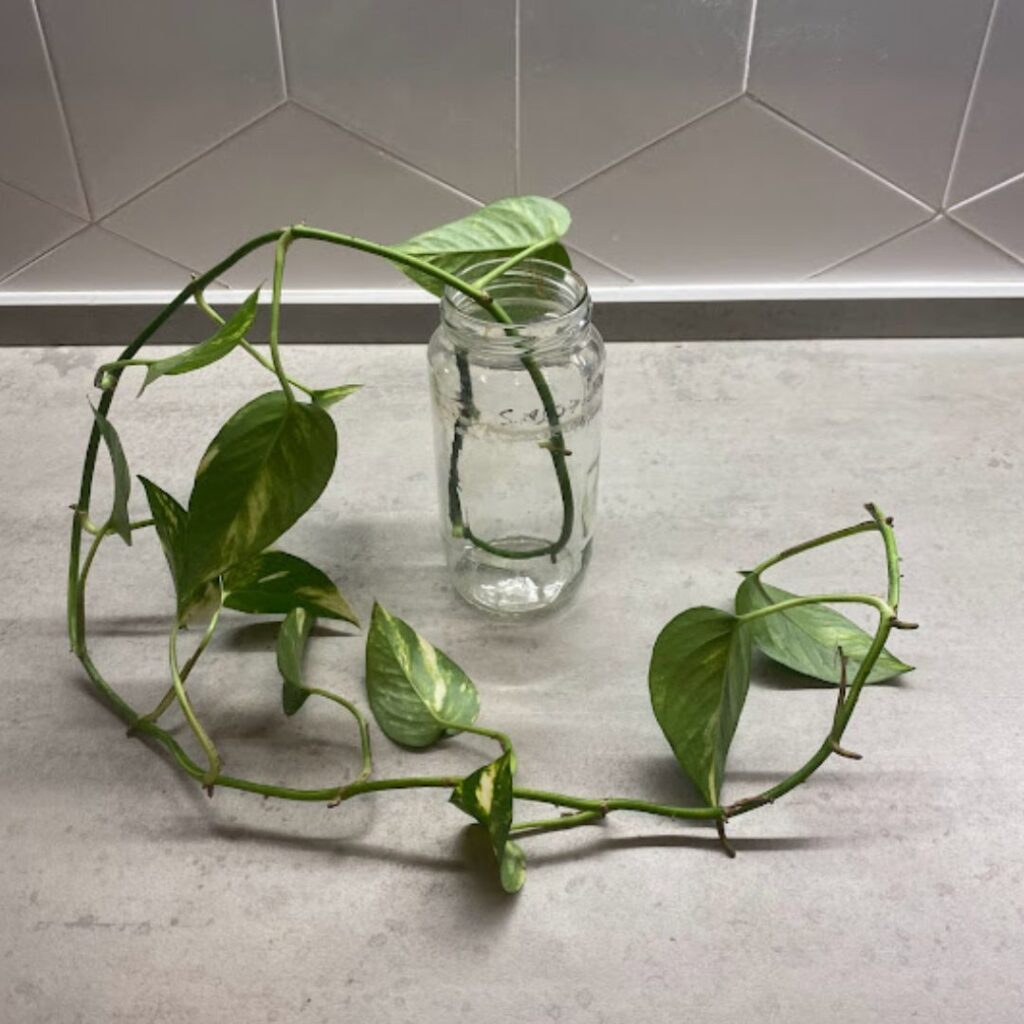 how to make pothos bushier by propagation