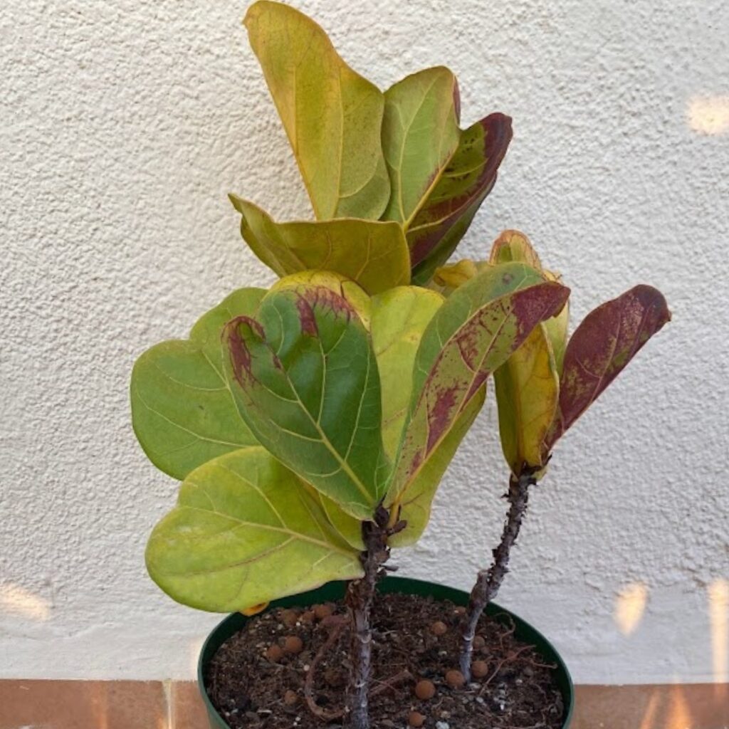 My original fliddle leaf fig plant, which I take the cuttings from. 