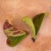 Fiddle Leaf Fig Propagation In Soil