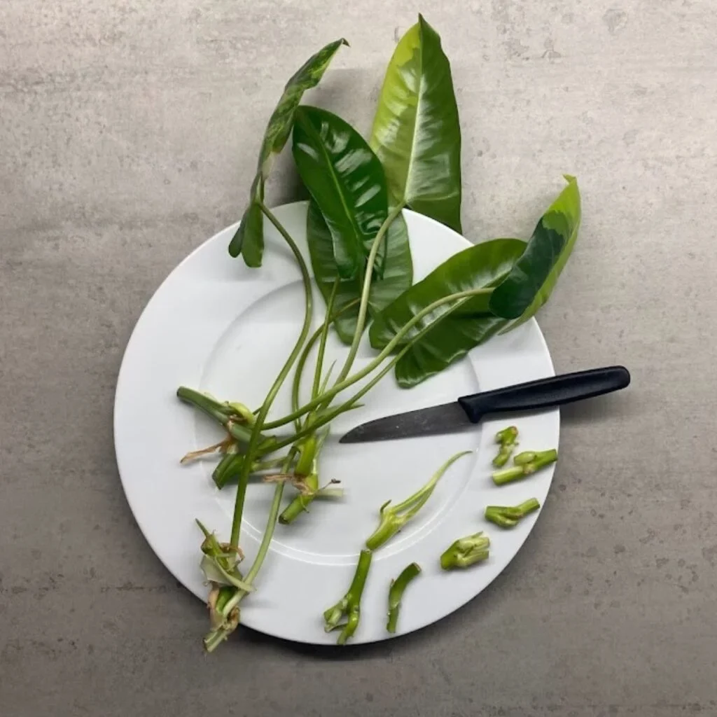 Propagating of one of my philodendron Bure Marx Variagatas 