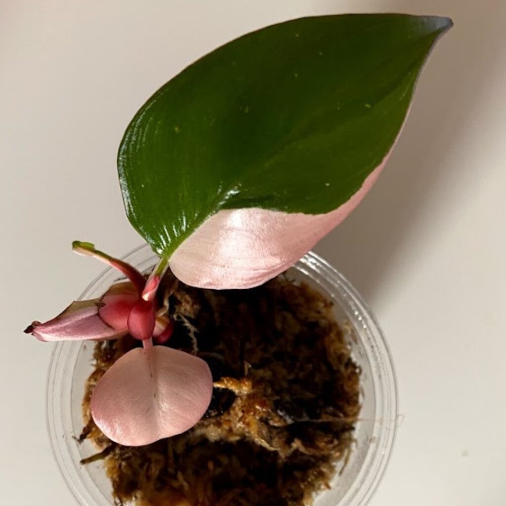 Philodendron Pink Princess Propagation In Sphagnum Moss