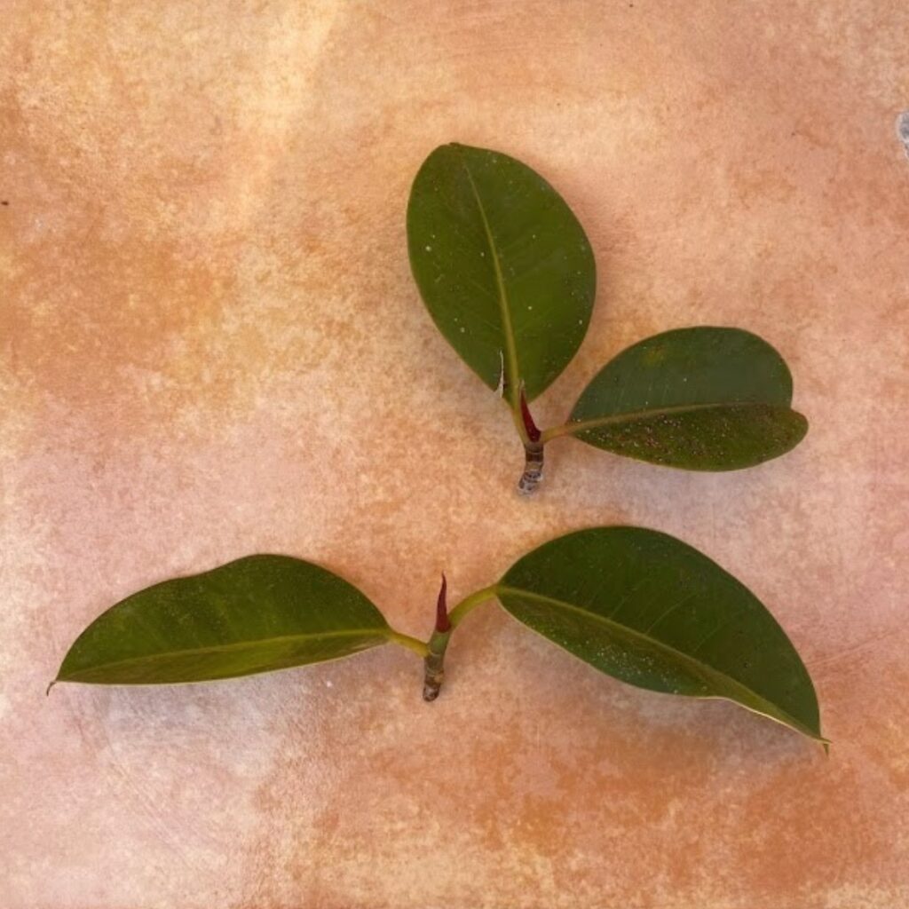 My two final rubber plant cuttings, each with two leaves.