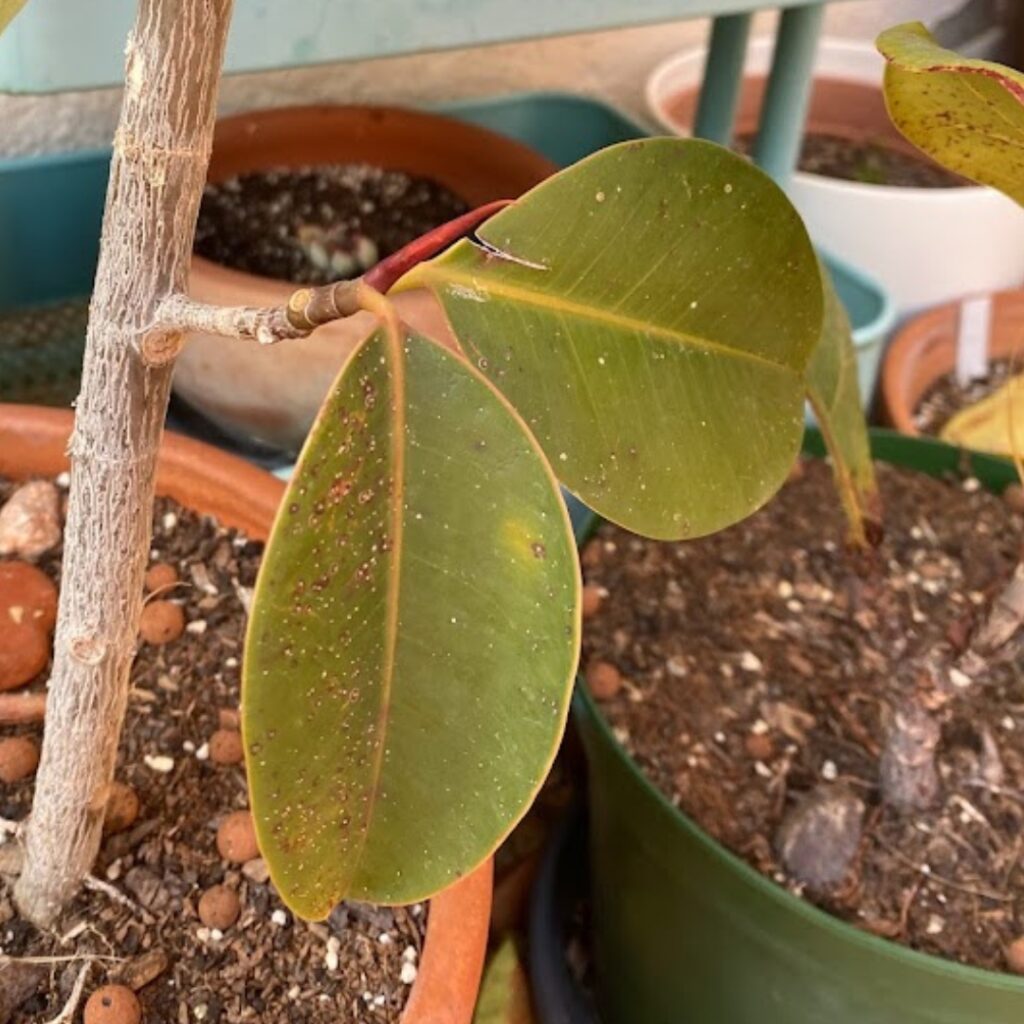 Close up a rubber plant leaf