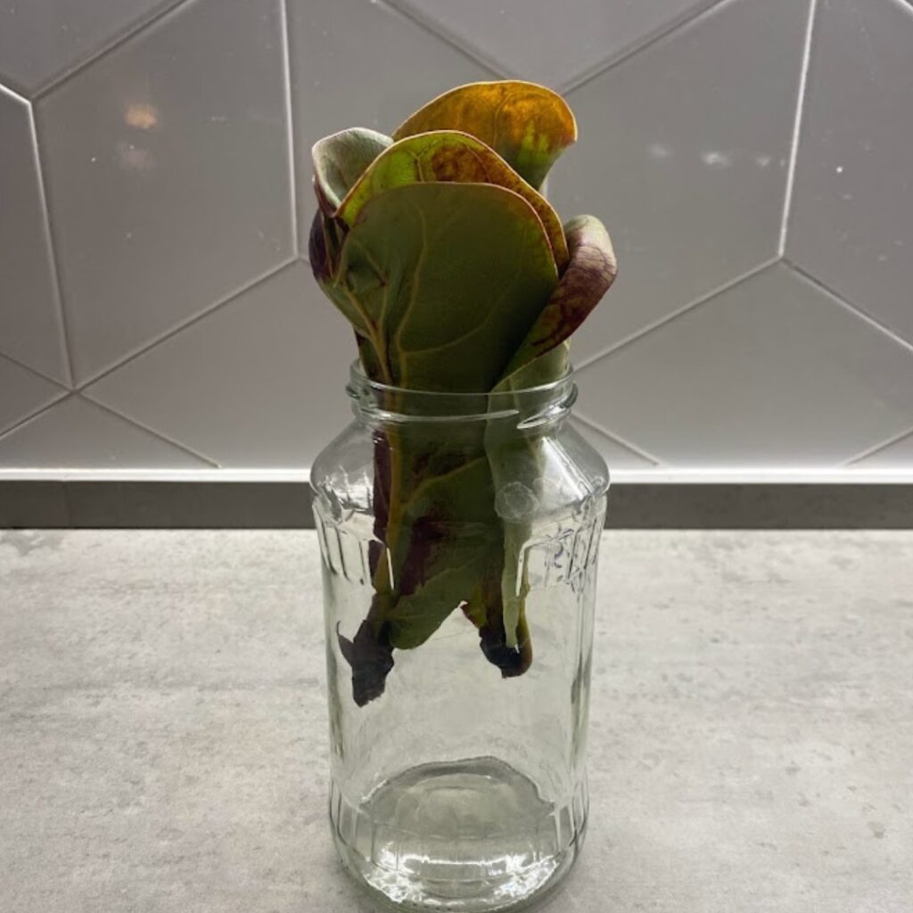 Fiddle leaf fig cuttings in a jar