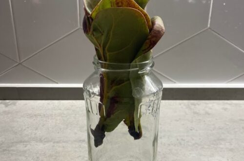 Fiddle Leaf Fig Propagation In Water