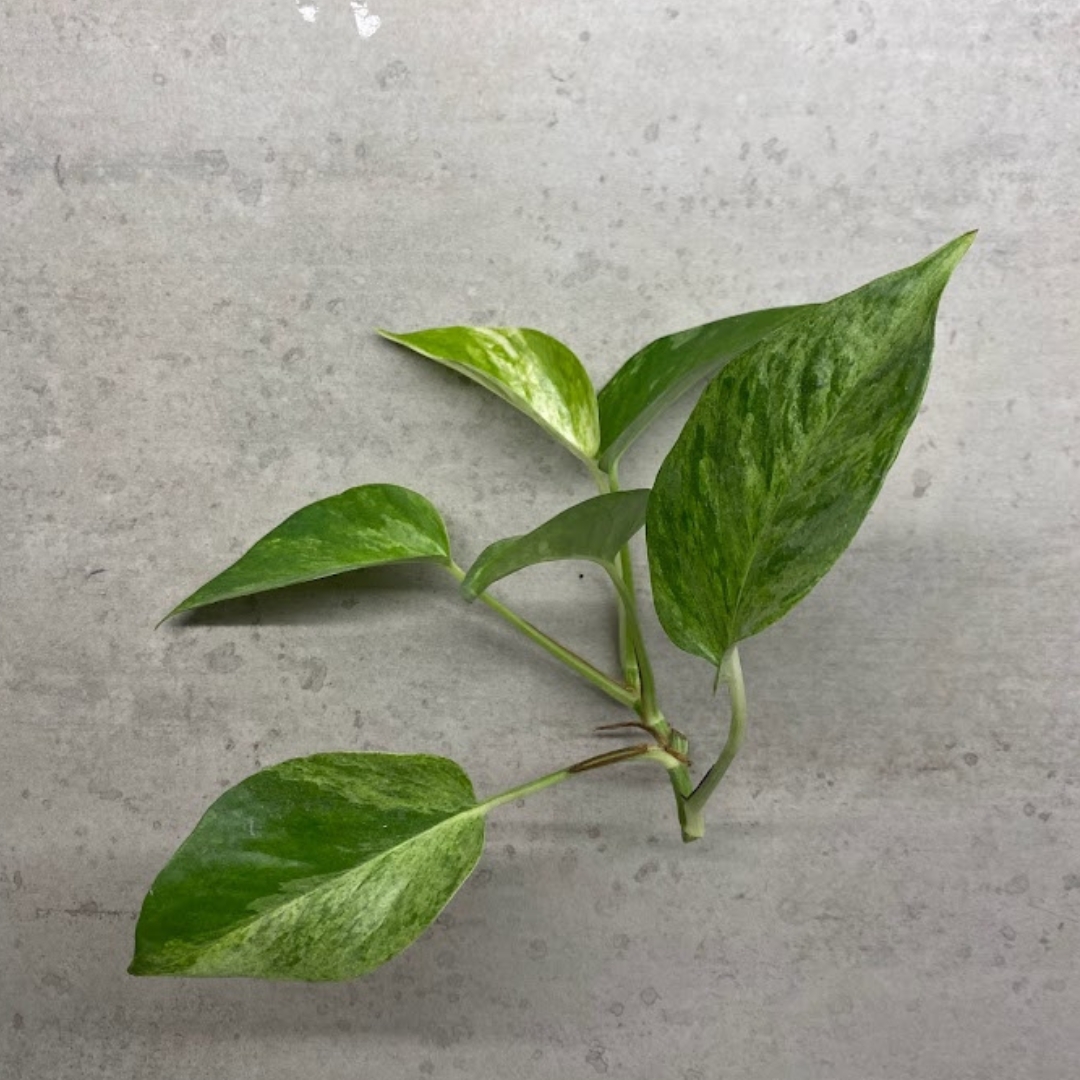 marble queen pothos branch cutting