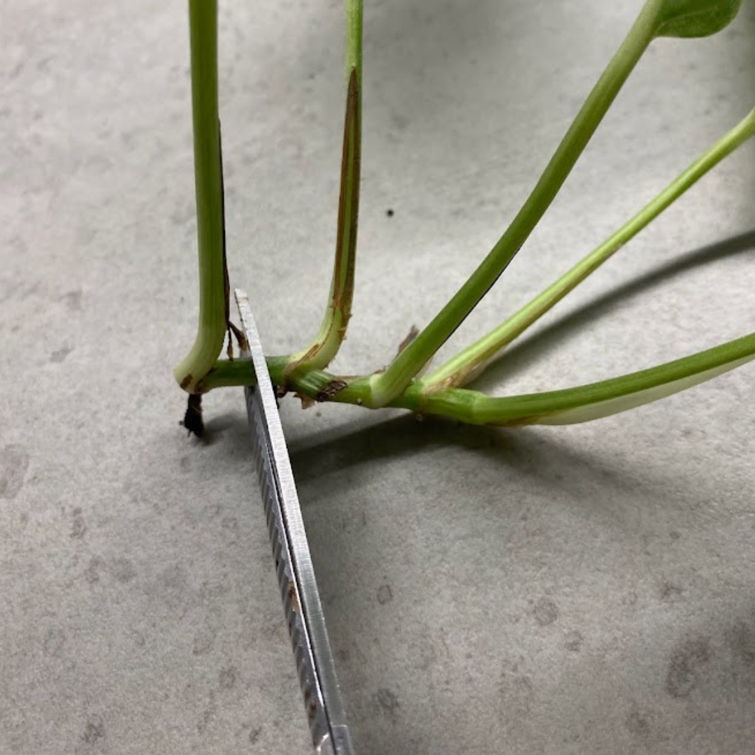 Chopping the branch into individual cuttings