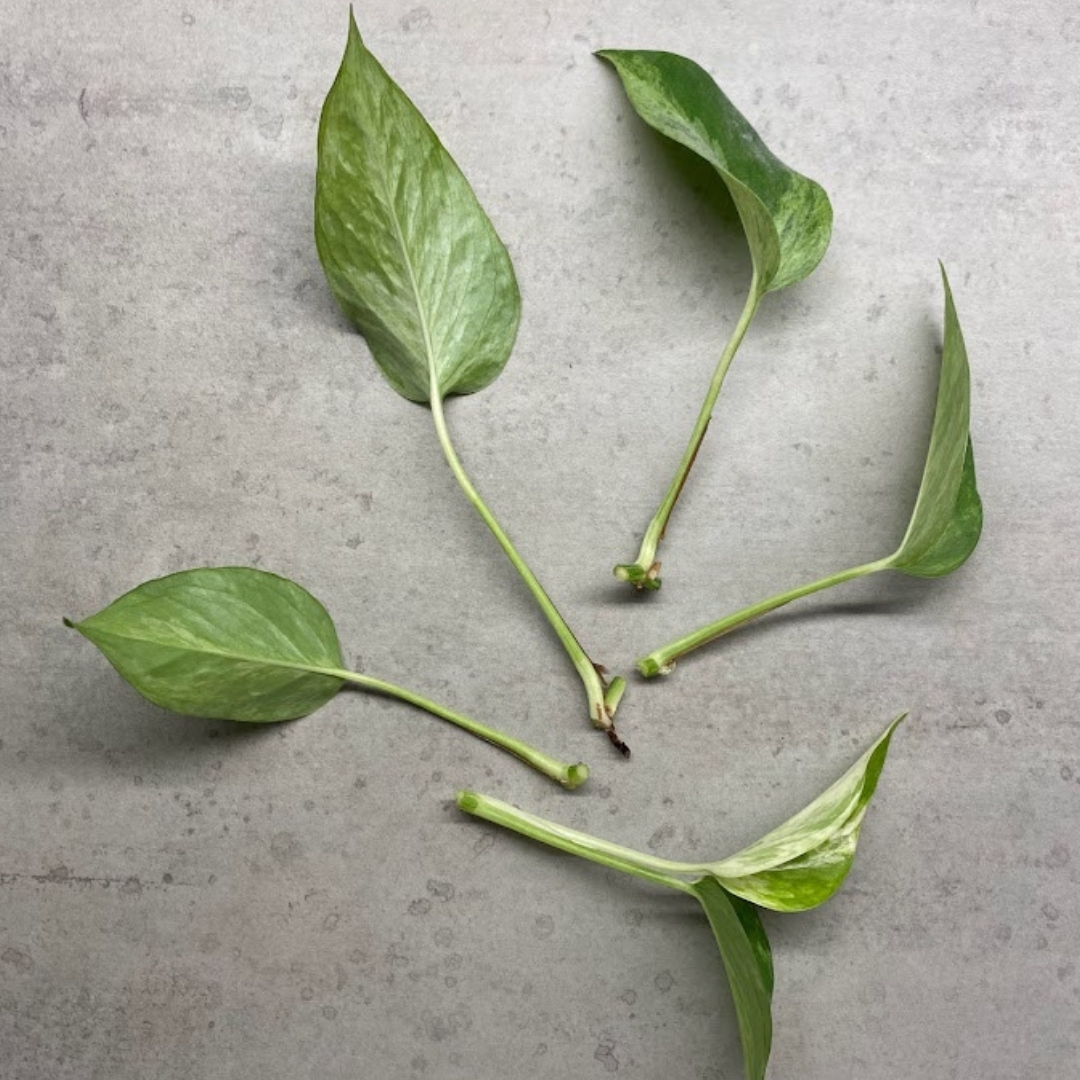 Marble Queen Pothos cuttings