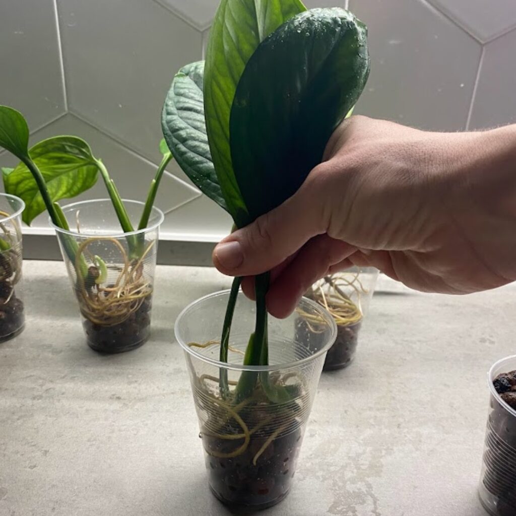 Holding the cuttings in place