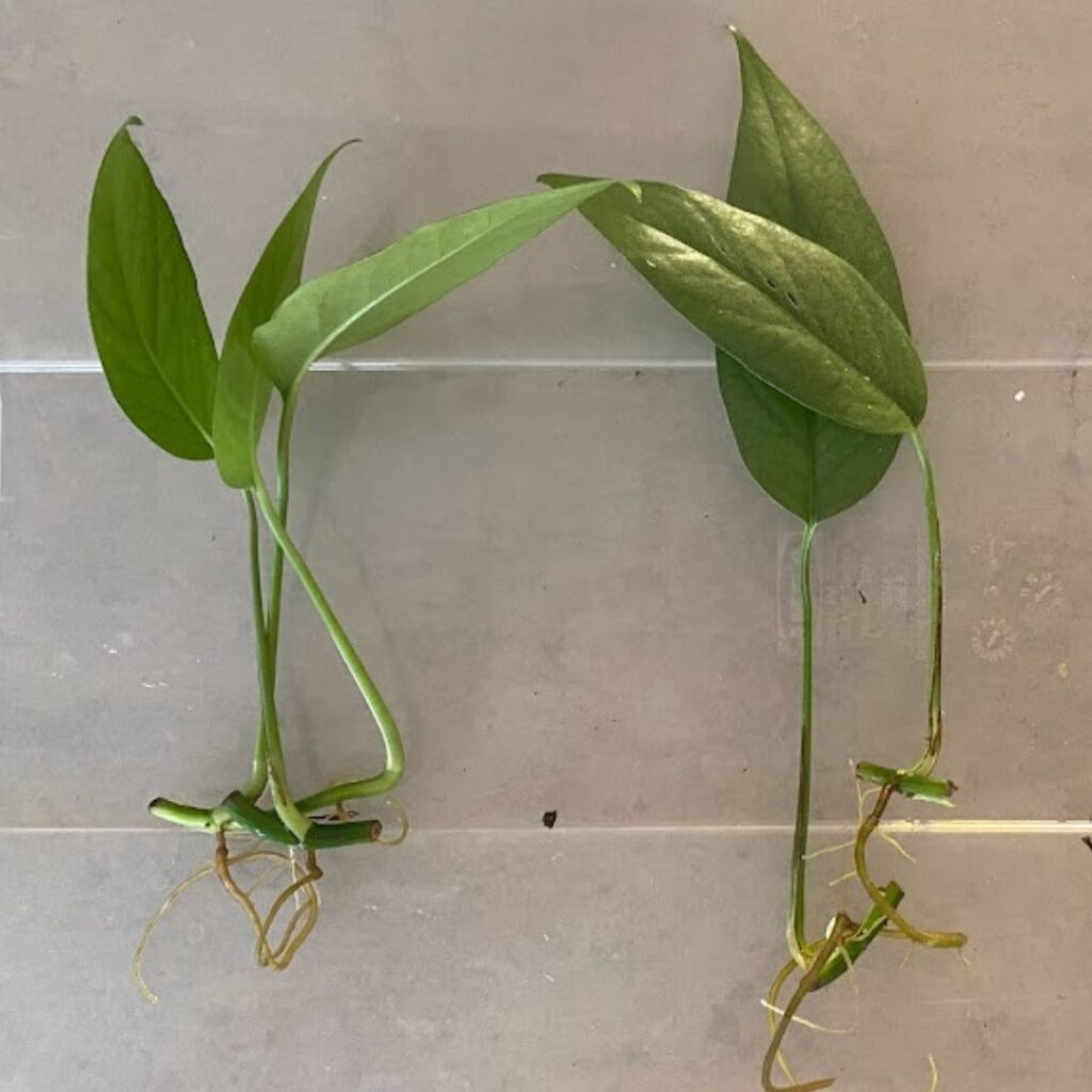 Some cebu blue cuttings rooted in water