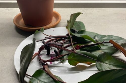 reverted philodendron pink princess cuttings