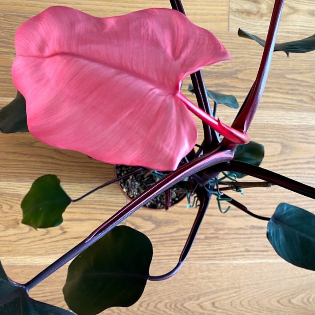an all pink leaf on a philodendron pink princess