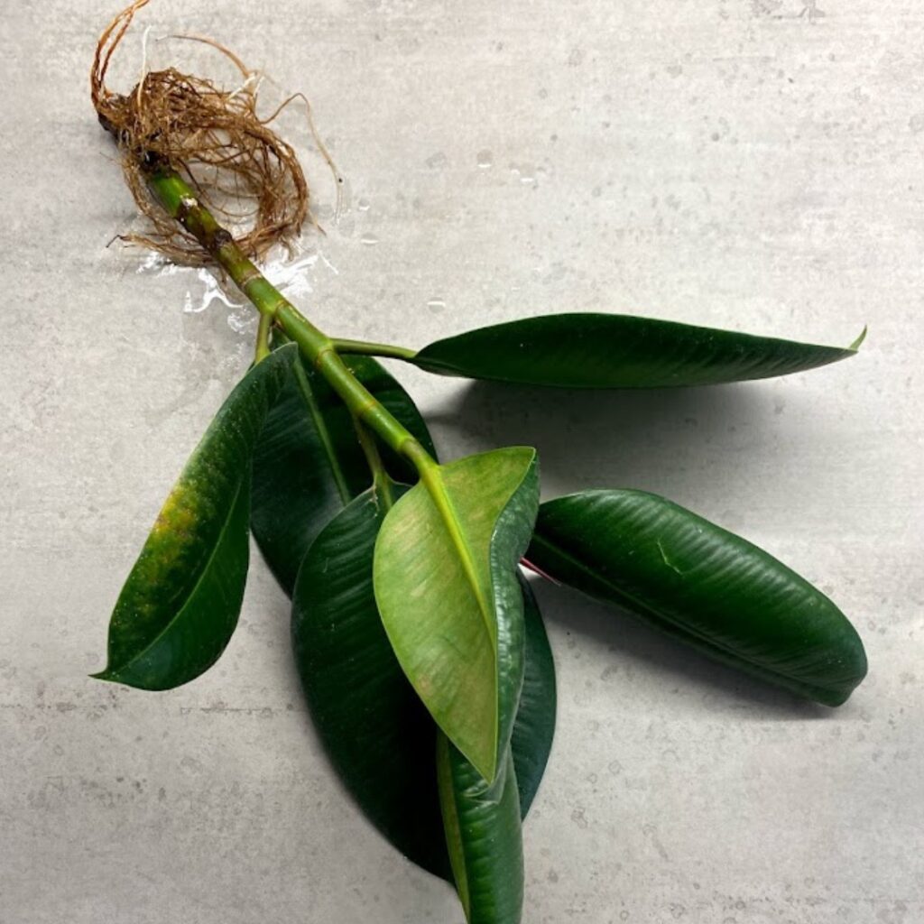 A well rooted Rubber Plant water propagation