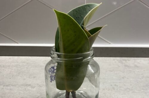 Rubber Plant Propagation In Water