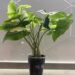 Syngonium Albo Soil