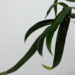 Anthurium Friedrichsthalii