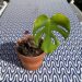 Can Monstera Plants Live Outside