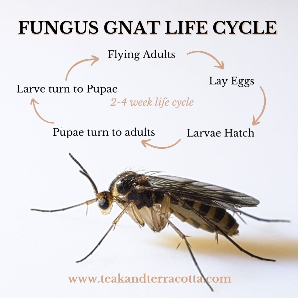 Fungus Gnat Life Cycle