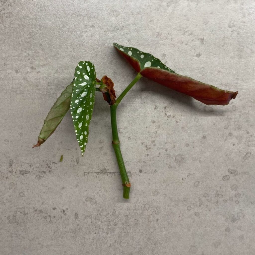 Begonia Maculata cutting