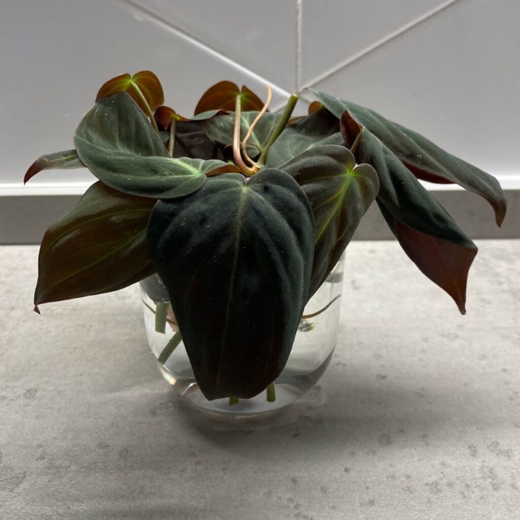 Philodendron Micans in water