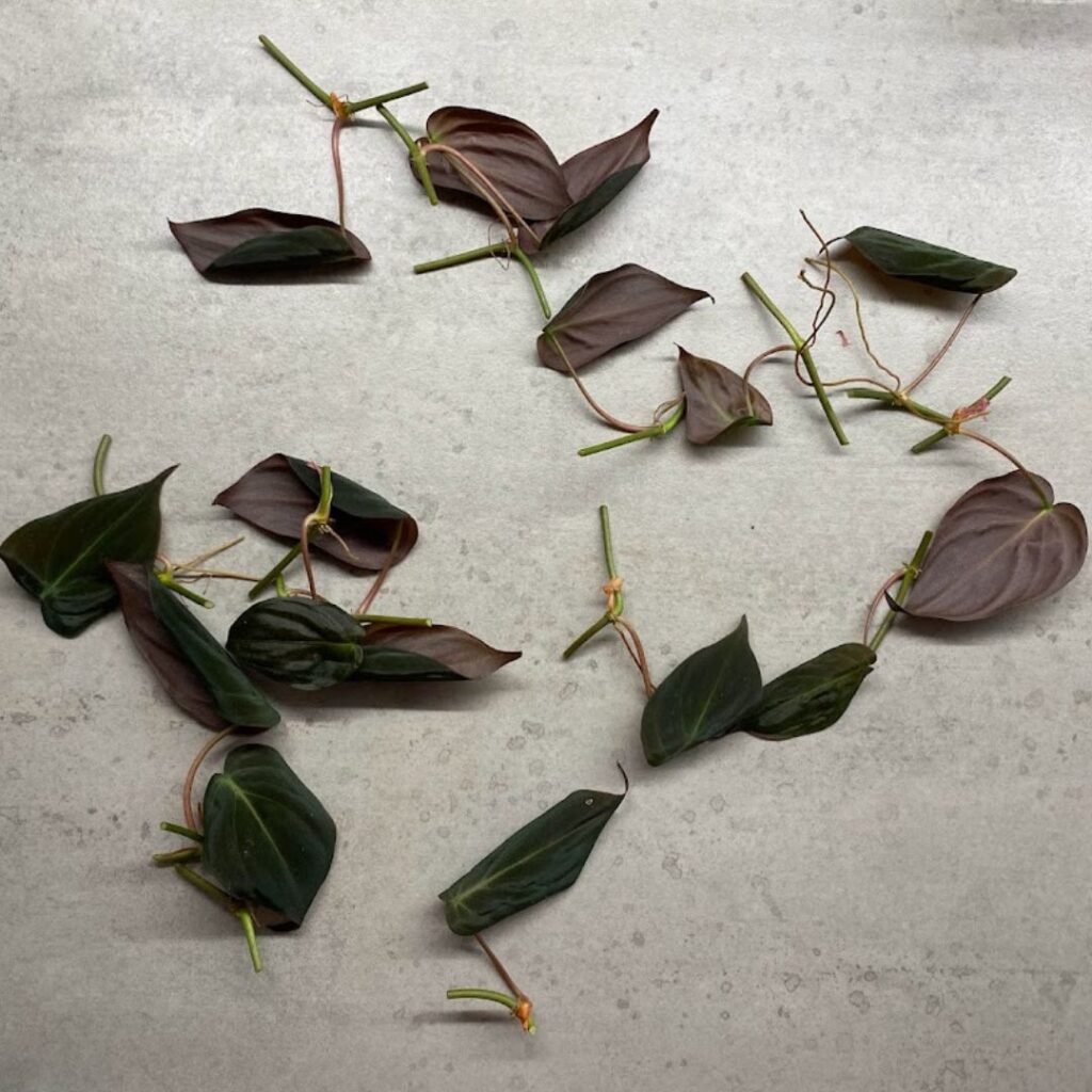 Micans one- node, one-leaf cuttings
