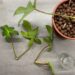Florida Ghost mother plant and cuttings