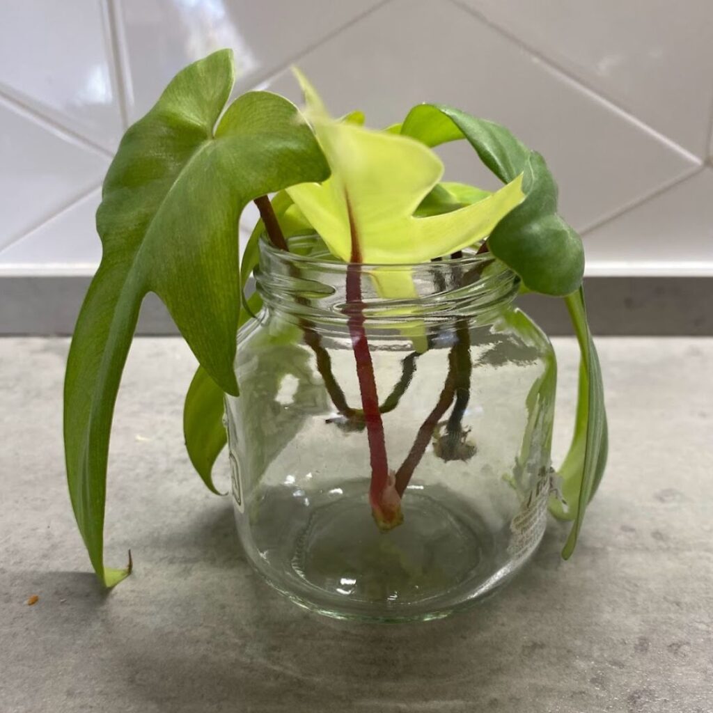 Philodendron Florida Ghost cuttings callousing over