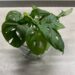 Monstera Adansonii cuttings in water