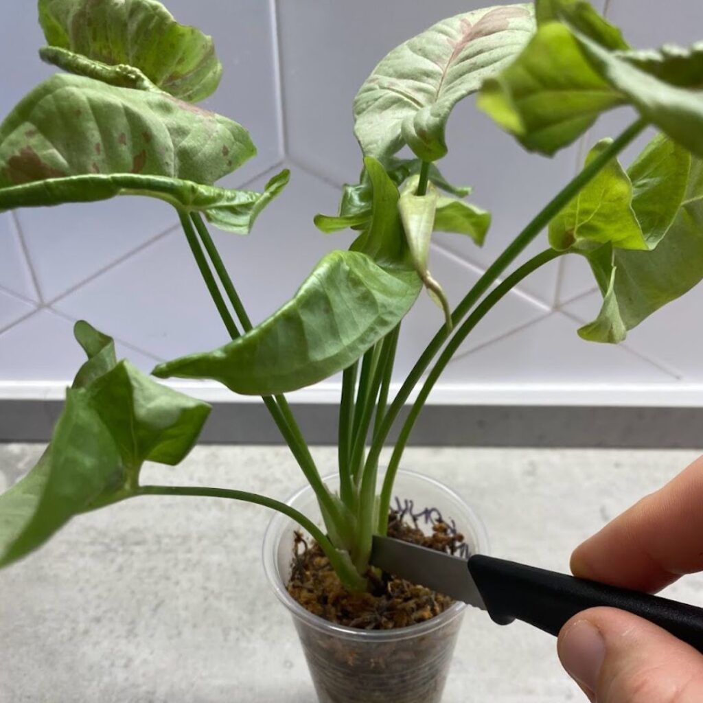 Propagating Syngonium Milk Confetti - using a sharp knife as the nodes can be really close together 