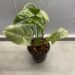 Syngonium Milk Confetti Care And Propagation Guide