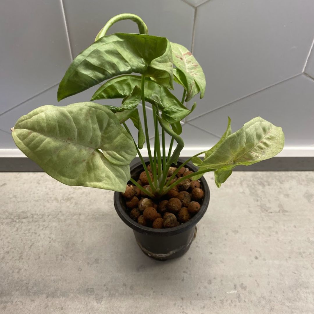 Syngonium Milk Confetti Care And Propagation Guide