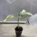 Treating fungus gnats with hydrogen peroxide solution
