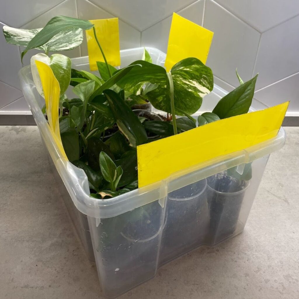 Yellow stickers to kill adult fungus gnats - plants for sale