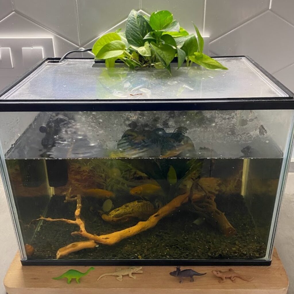 Pothos growing in a fish tank