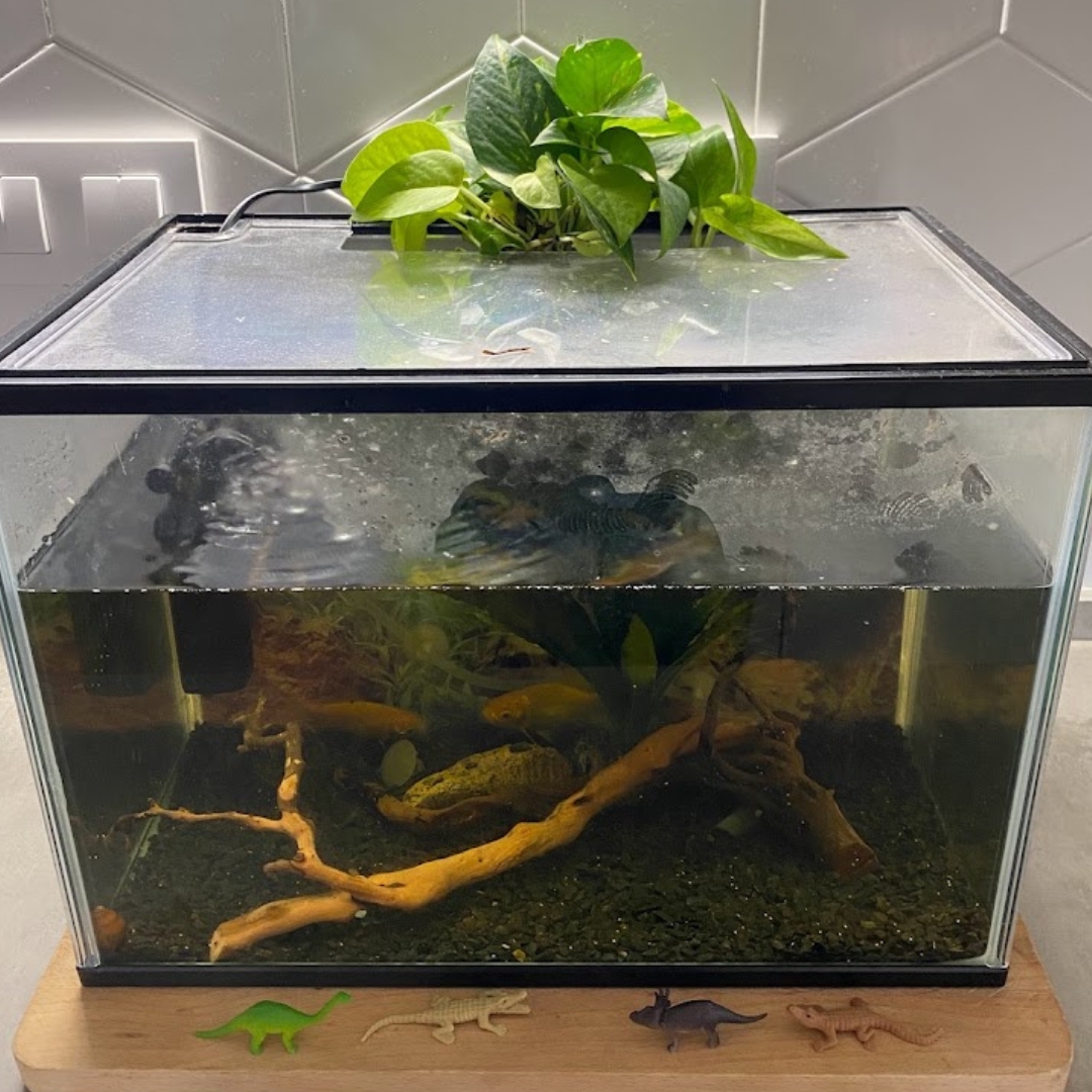 How To Grow Pothos In Aquarium – Growing Guide – GardenInBloom.com