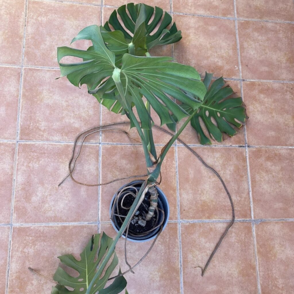 The sprawling monstera in need of tidying up