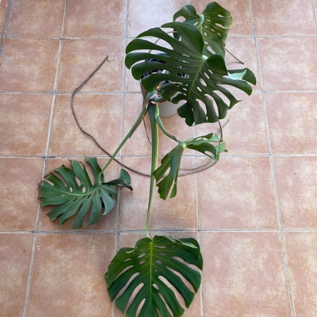 The sprawling monstera in need of tidying up