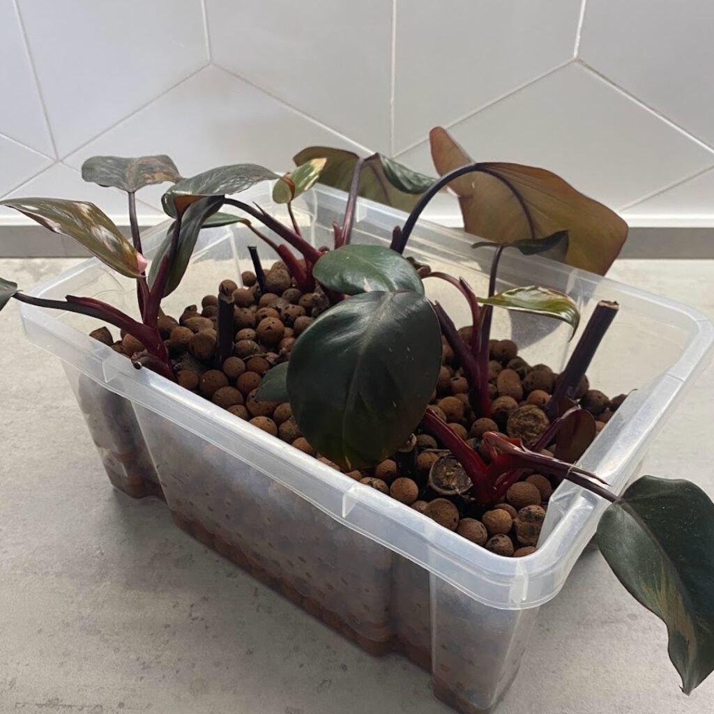 a mother box of philodendrons planted in leca