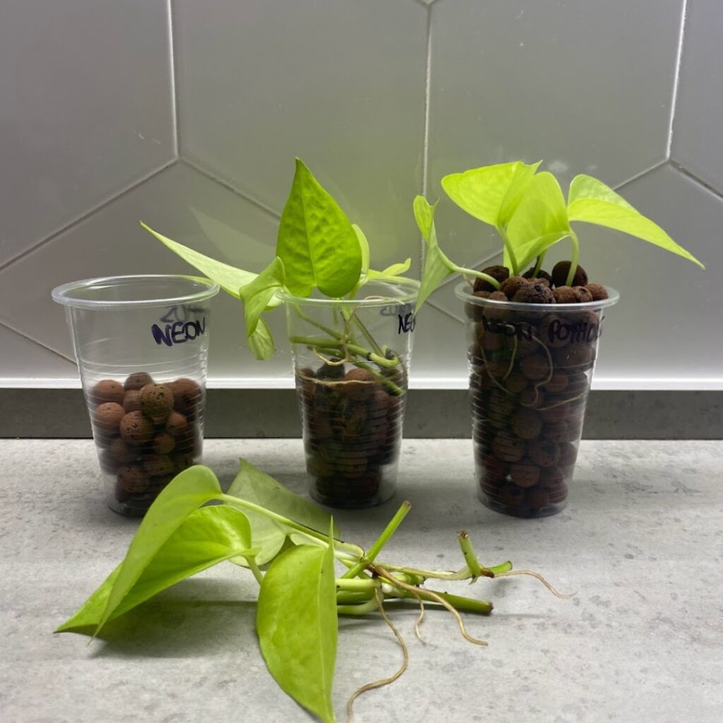 planting up rooted neon pothos in leca