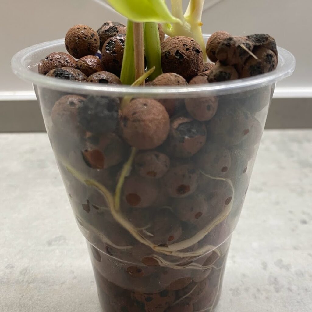 A philodendron well rooted in leca