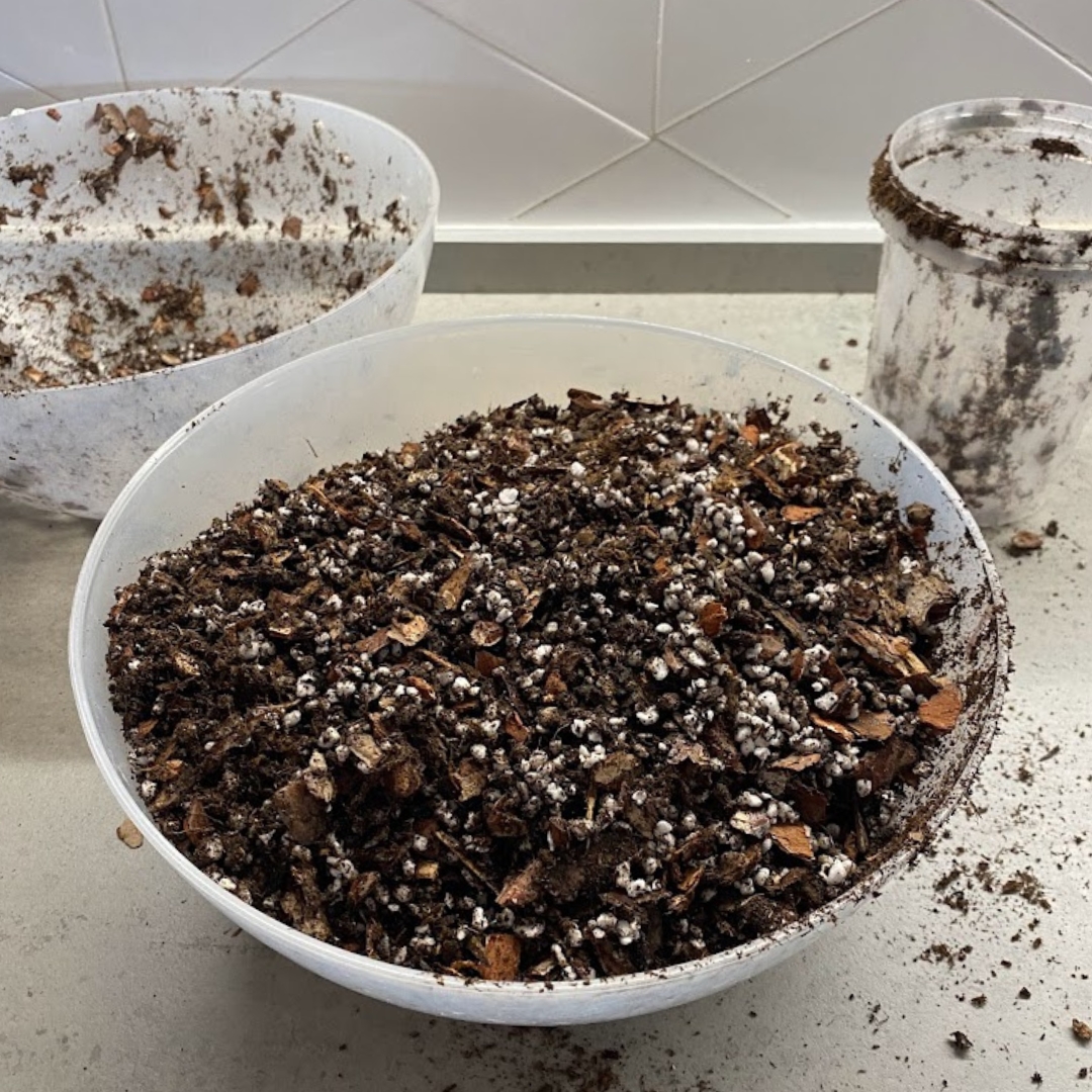 Pothos Soil Mix